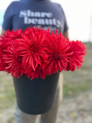 Bloomquist Umbrella Dahlia Tuber
