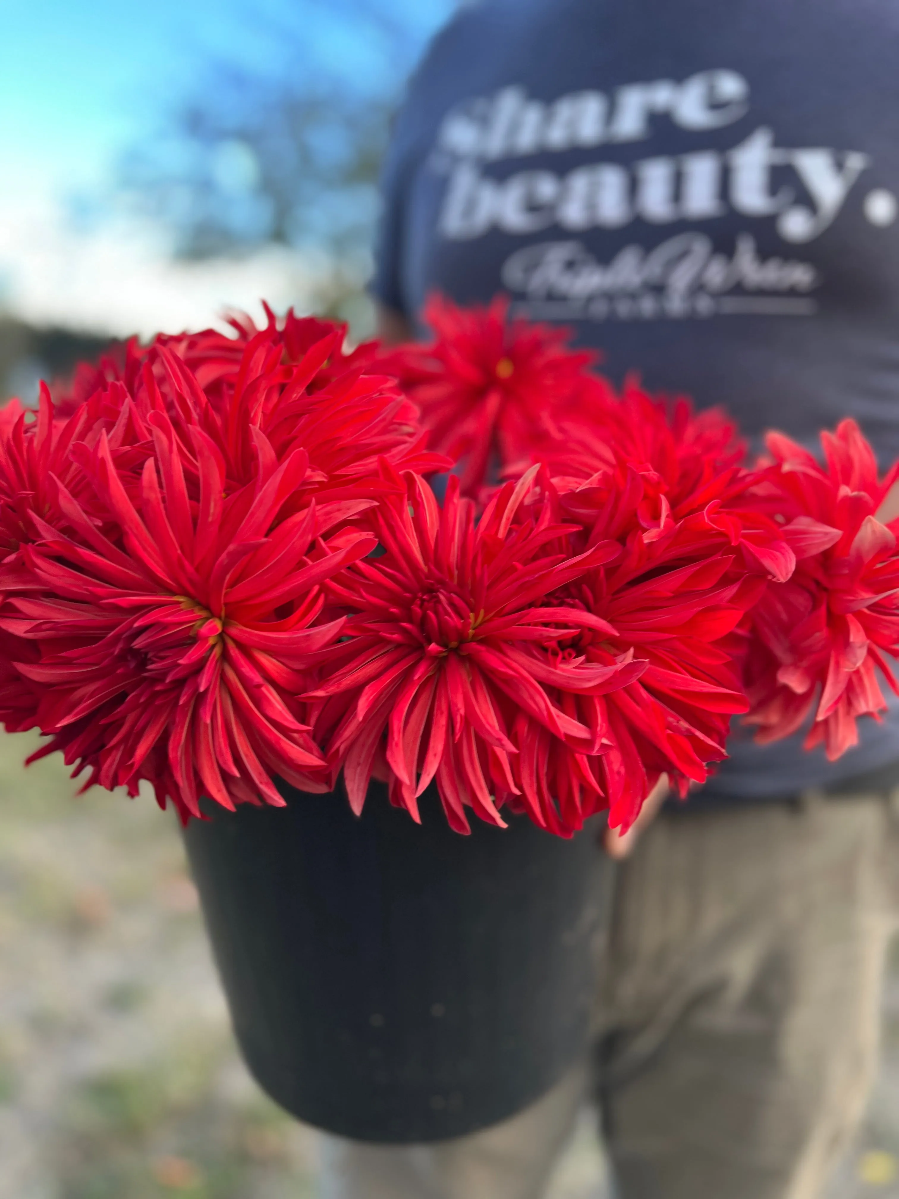 Bloomquist Umbrella Dahlia Tuber