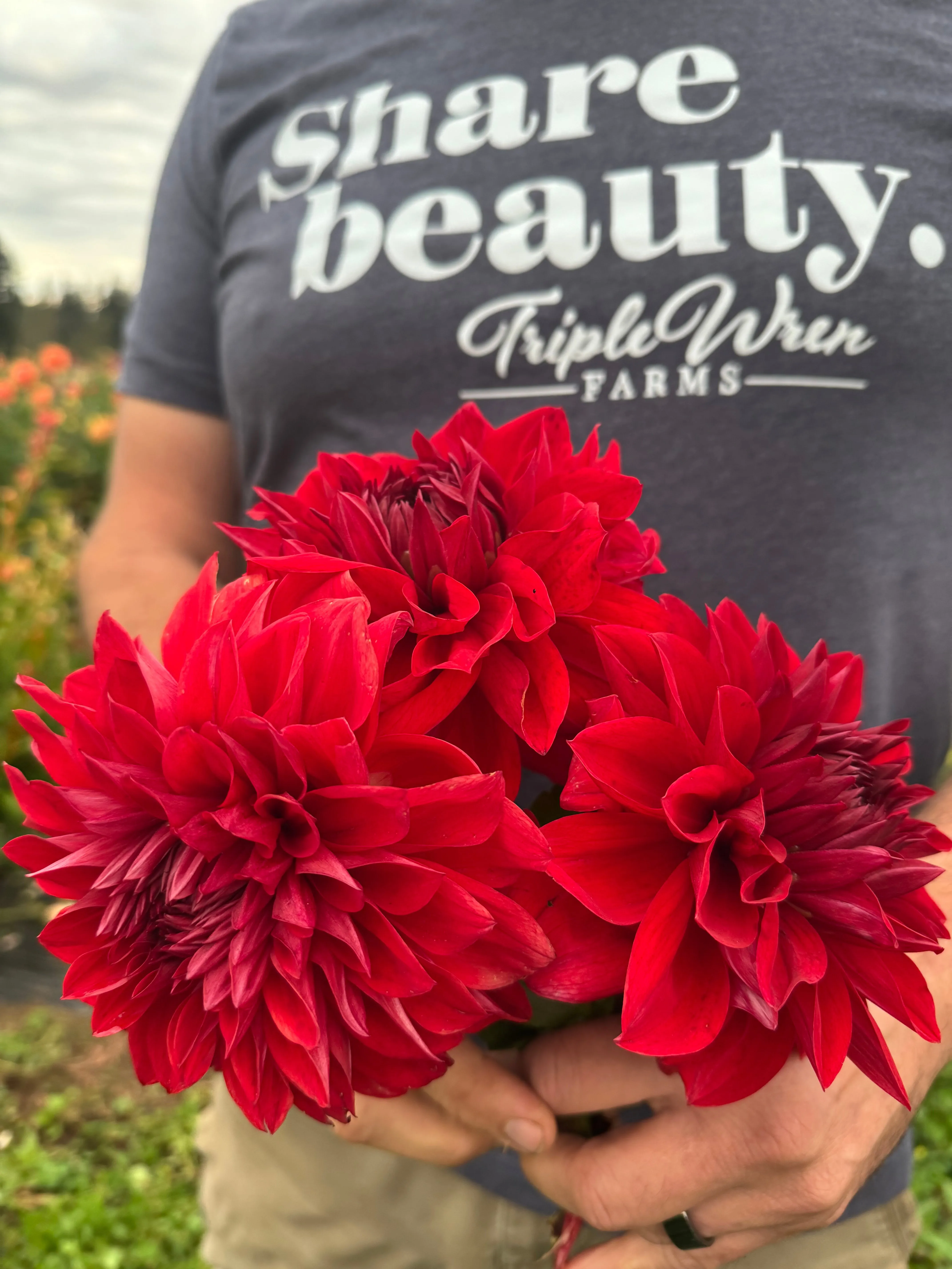 Drummer Boy Dahlia Tuber